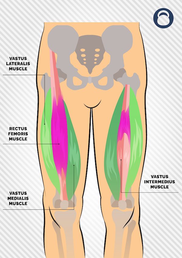 Anatomical illustration of the quadriceps muscles used in kettlebell quad exercises